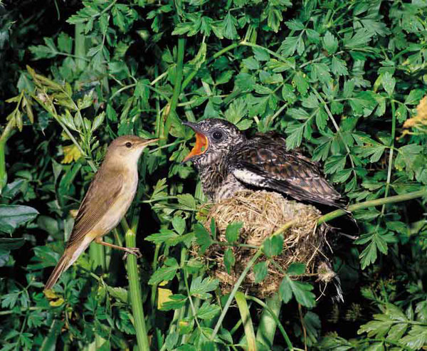 Adaptaciones en aves parasitas de cría generalistas y especialistas