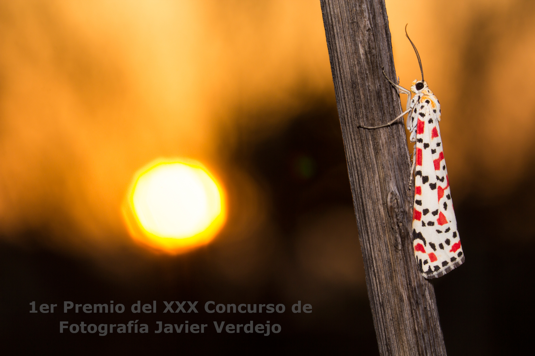 1er Premio del XXX Concurso de Fotografía Javier Verdejo