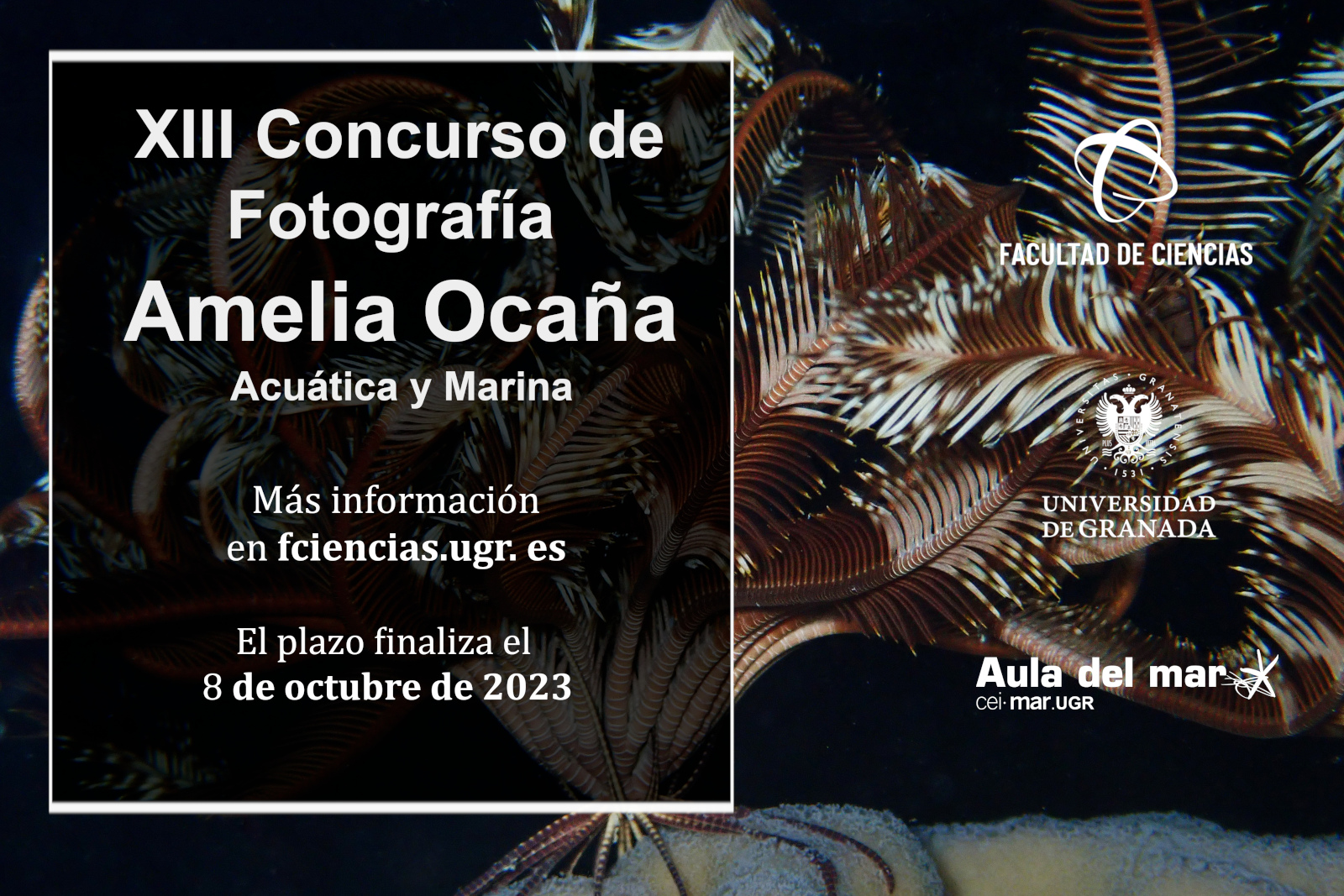 XIII Concurso de Fotografía Amelia Ocaña 